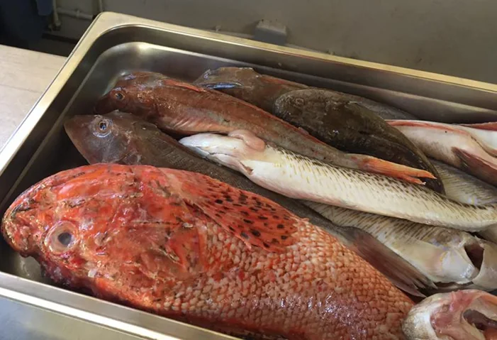 Les poissons du jour dans leur bac, avant d'être préparés