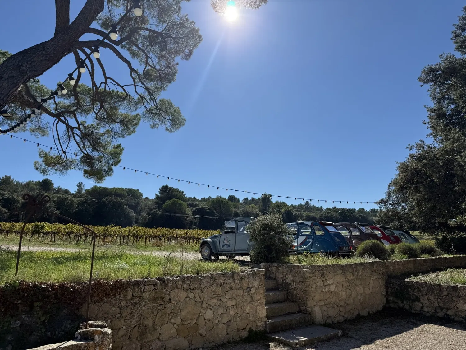 2 CV garées devant un domaine viticole, à l'ombre des pins