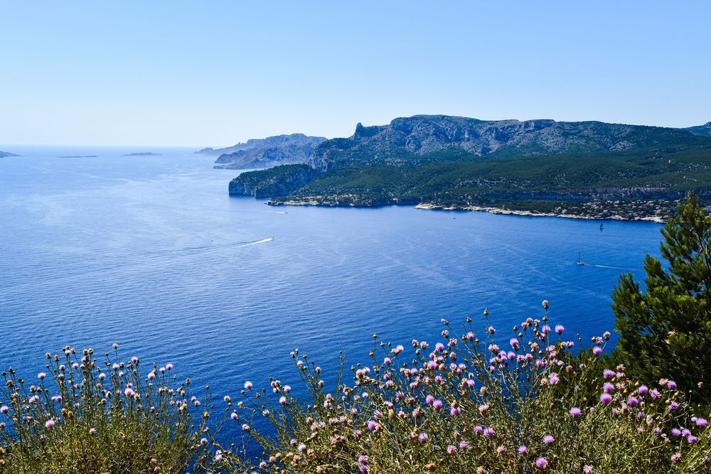 Les calanques et le cap vus depuis un sentier fleuri
