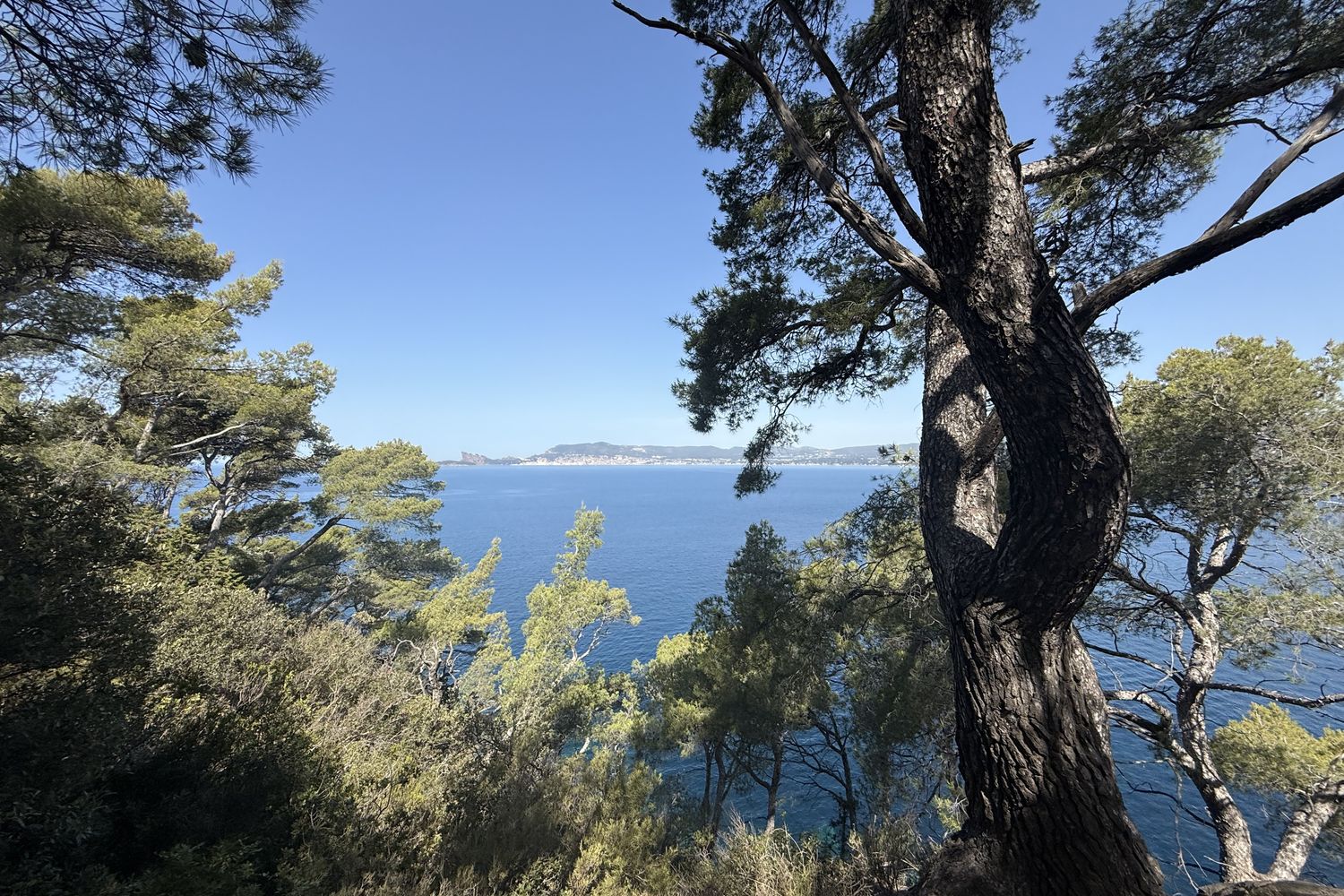 La mer à travers les pins, au-dessus de la baie