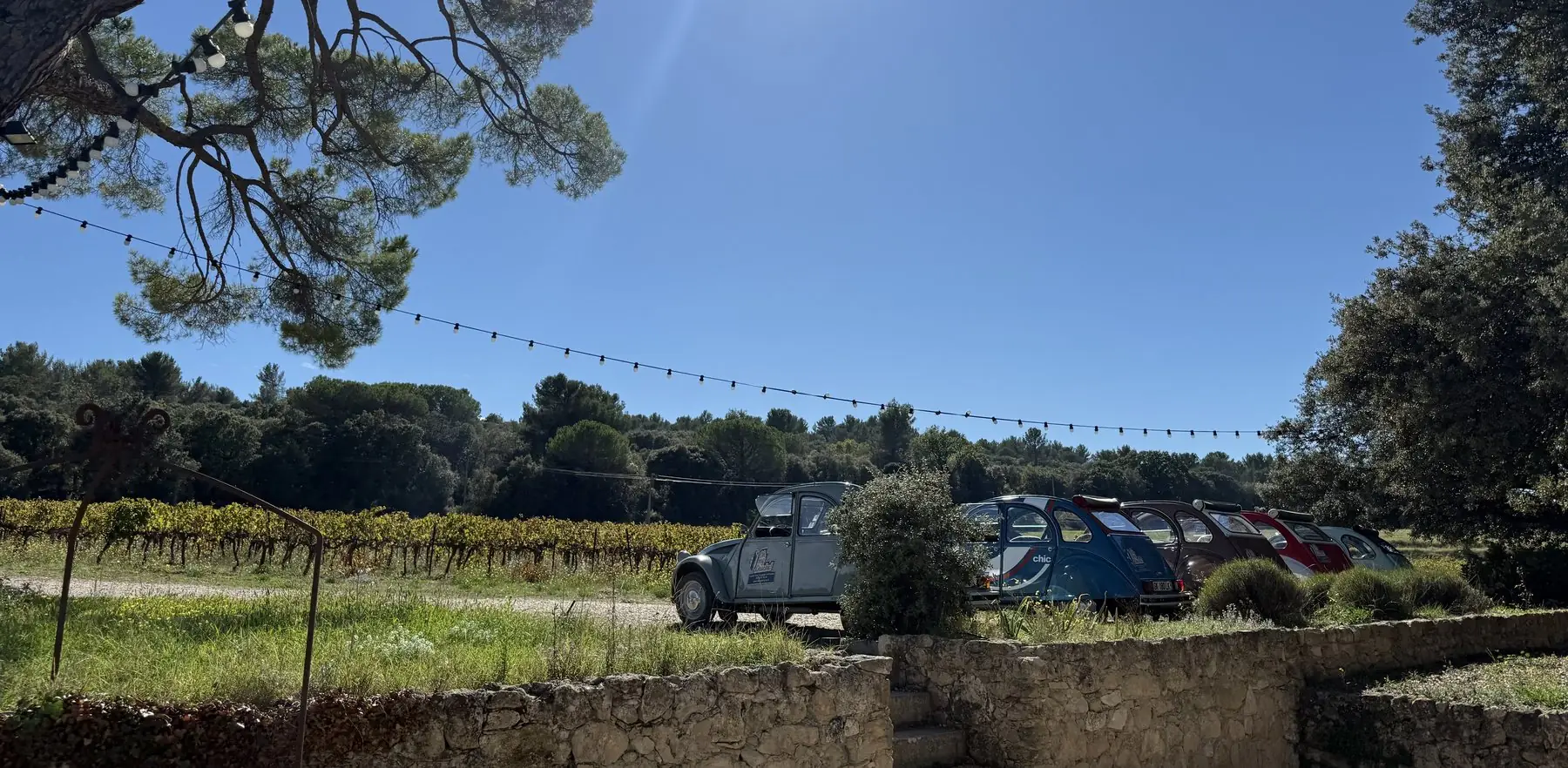 Alignement de 2 CV devant un vignoble de Provence
