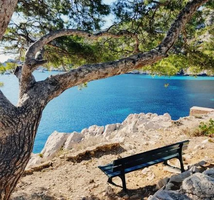 L'eau turquoise de la calanque, encadrée par un pin