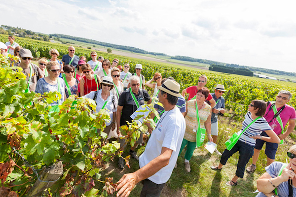 vignoble